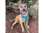 Adopt Suede a Mixed Breed