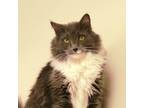 Adopt Kepler a Domestic Short Hair