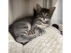 Adopt Balmy Weather (with Uv Index) a Domestic Short Hair