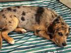 Adopt Stella a Beagle