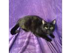 Adopt Sable Hyattsville a Domestic Short Hair