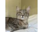 Adopt Margaux Wallace (polydactyl) a Domestic Short Hair