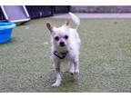 Adopt Trixie a Silky Terrier, Mixed Breed