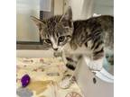 Adopt Rosie a Domestic Short Hair