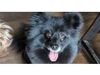 Adopt Black Beauty Reagan a Pomeranian, Spitz