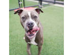 Adopt Veronica a Pit Bull Terrier, Mixed Breed