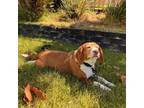 Adopt Gracie Lou - Claremont Location *By Appointment* a Beagle