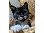 Adopt Maggie - bonded with Jake a Tuxedo, Domestic Short Hair