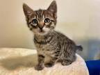 Adopt Florence a Tabby, Domestic Short Hair