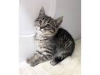 Adopt Anwyn ~ Available at PetSmart, Warsaw, IN! a Domestic Short Hair