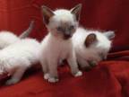 4 Siamese Kittens
