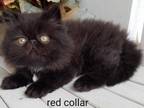 CFA Black Persian Male Red Collar