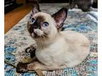 Adopt BEATRICE (and sister Sheena) Young sisters a Siamese, Domestic Short Hair
