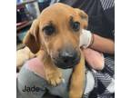 Adopt Jade a Coonhound, Mixed Breed