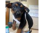 Adopt Genny a Mixed Breed