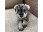 Schnauzer (Miniature) Puppy for sale in Whittier, CA, USA