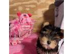 Yorkshire Terrier Puppy for sale in Tulsa, OK, USA