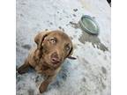 Chesapeake Bay Retriever Puppy for sale in Grand Island, NE, USA