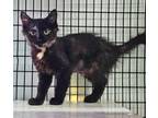 Adopt Faith a Domestic Medium Hair