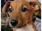 Adopt Atlas a Pit Bull Terrier