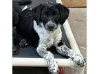 Adopt Suda a Cattle Dog