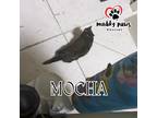 Adopt Mocha (Feral Gretna Cat) a Calico