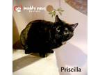 Adopt Priscilla a Domestic Short Hair