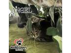 Adopt Angel (Feral Gretna Cat) a Domestic Medium Hair