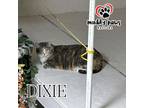 Adopt Dixie (Feral Gretna Cat) a Domestic Short Hair