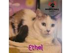 Adopt Ethel a Domestic Short Hair, Calico
