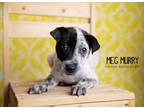 Adopt Meg Murry a Australian Cattle Dog / Blue Heeler
