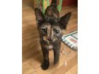 Adopt Melodies Florence a Domestic Short Hair