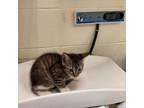 Adopt Stacy 24-05-149 a Domestic Short Hair