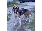Adopt Olivia a Treeing Walker Coonhound, Mixed Breed