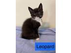 Adopt Leopard a Domestic Short Hair