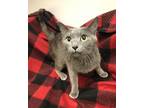 Adopt Violet a Russian Blue