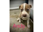 Adopt Andy a Pit Bull Terrier, Mixed Breed