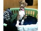 Adopt Nora a Pit Bull Terrier, Labrador Retriever