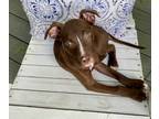 Adopt Lotus a Pit Bull Terrier, Hound