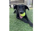 Adopt Sadie a Labrador Retriever, Mixed Breed