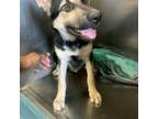 Adopt Everly a Mixed Breed