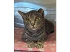 Adopt TwoLip a Domestic Short Hair