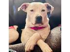 Adopt Monica a American Staffordshire Terrier, Australian Cattle Dog / Blue