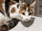 Adopt LORETTA a Domestic Short Hair