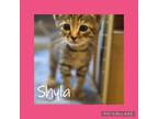Adopt Shyla a Domestic Short Hair