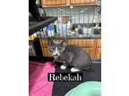 Adopt Rebekah a Domestic Short Hair