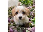 Adopt Peaches - NO LONGER ACCEPTING APPLICATIONS!! a Yorkshire Terrier