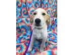 Adopt Gentry a Mixed Breed