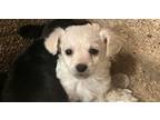 Adopt Jodie-Jessie a Yorkshire Terrier, Terrier