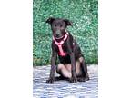 Adopt Elsie a Mixed Breed
